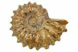 2 to 2 1/2" Tractor Ammonite (Douvilleiceras) Fossils - Photo 4